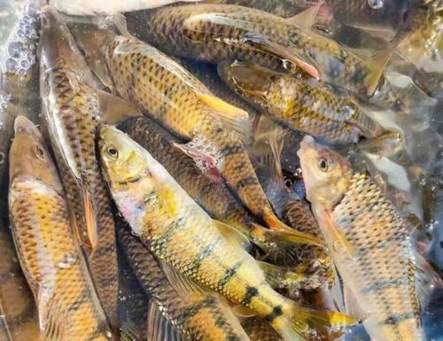 杭州名菜惹禍？男子貪食醉蝦蟹 寄生蟲感染入院