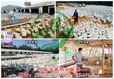 養(yǎng)雞場(chǎng)除臭劑選購指南 價(jià)格與品牌推薦